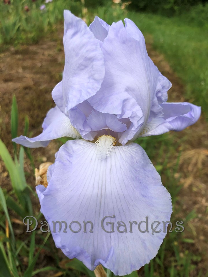 Iris Eleanor's Pride